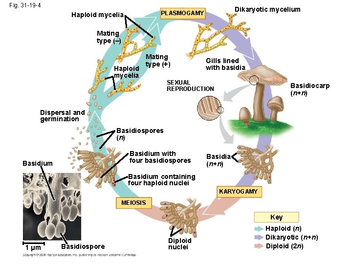 Fig. 31 -19 -4 Dikaryotic mycelium PLASMOGAMY Haploid mycelia Mating type (–) Haploid mycelia