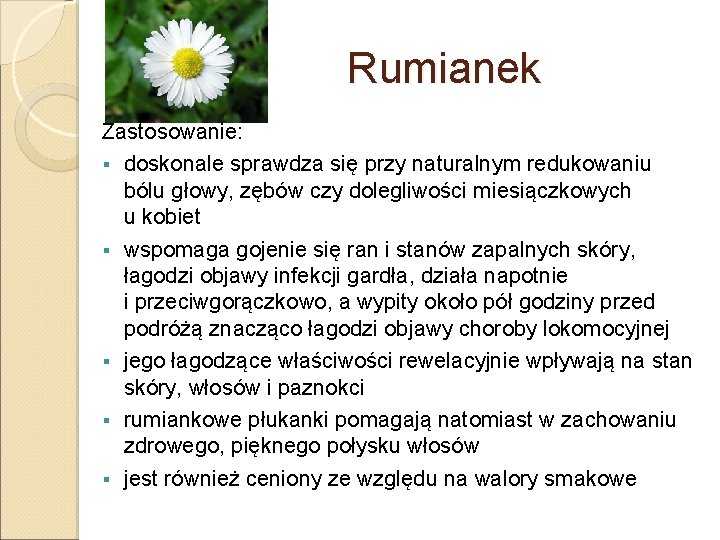 Rumianek Zastosowanie: § doskonale sprawdza się przy naturalnym redukowaniu bólu głowy, zębów czy dolegliwości