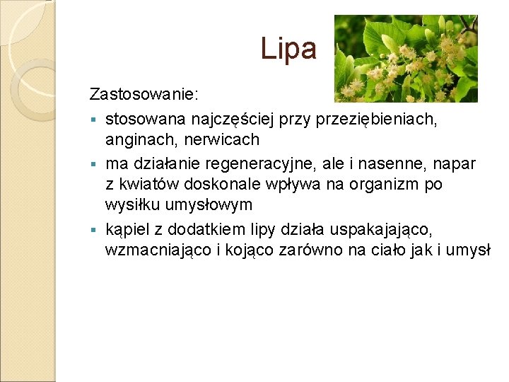 Lipa Zastosowanie: § stosowana najczęściej przy przeziębieniach, anginach, nerwicach § ma działanie regeneracyjne, ale