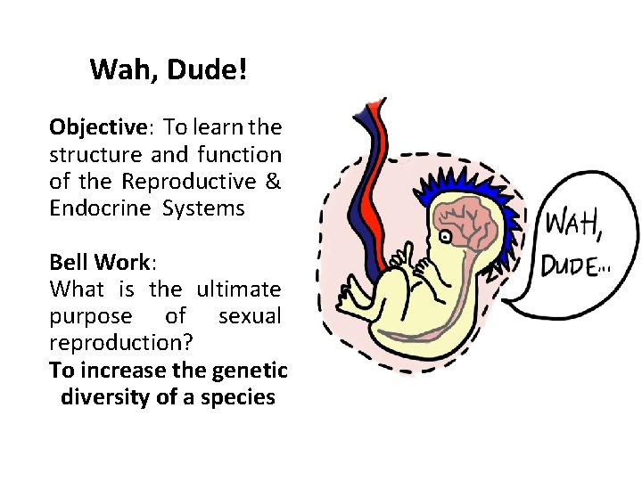 Wah, Dude! Objective: To learn the structure and function of the Reproductive & Endocrine