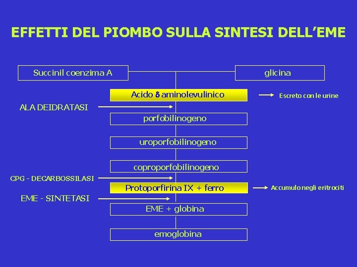 EFFETTI DEL PIOMBO SULLA SINTESI DELL’EME Succinil coenzima A glicina Acido aminolevulinico Escreto con EFFETTI DEL PIOMBO SULLA SINTESI DELL’EME Succinil coenzima A glicina Acido aminolevulinico Escreto con