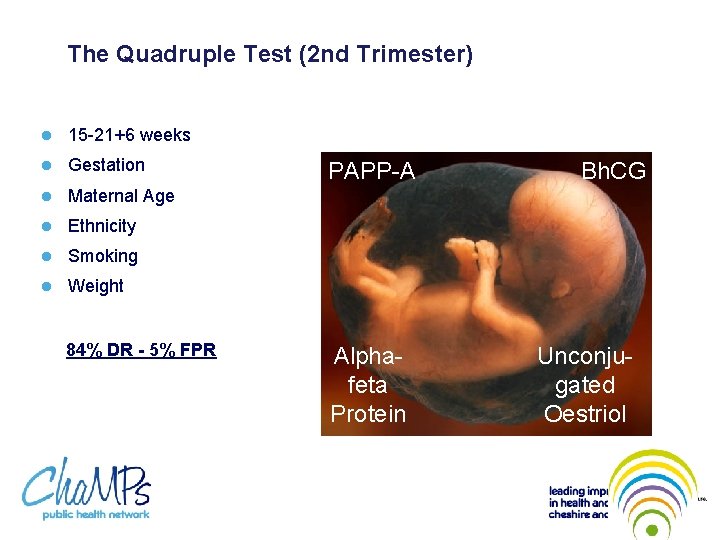 The Quadruple Test (2 nd Trimester) l 15 -21+6 weeks l Gestation l Maternal