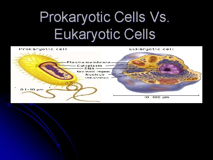 Prokaryotic Cells Vs. Eukaryotic Cells 