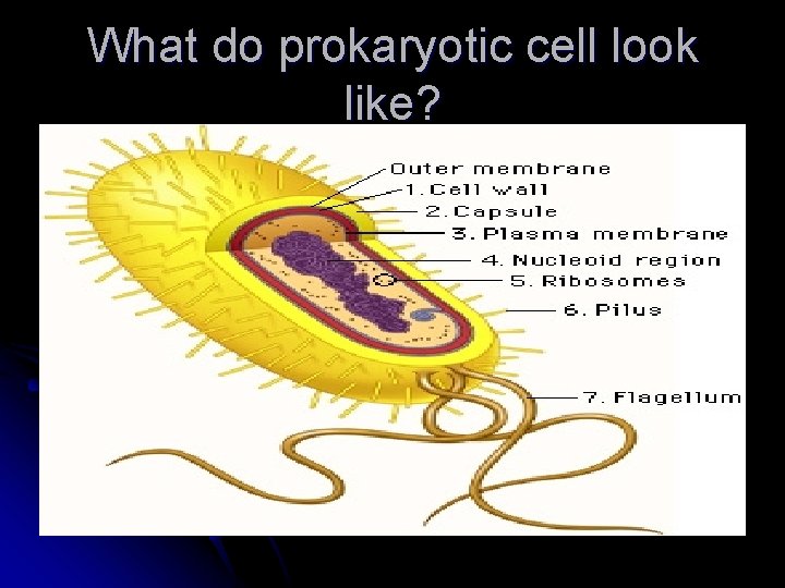What do prokaryotic cell look like? 