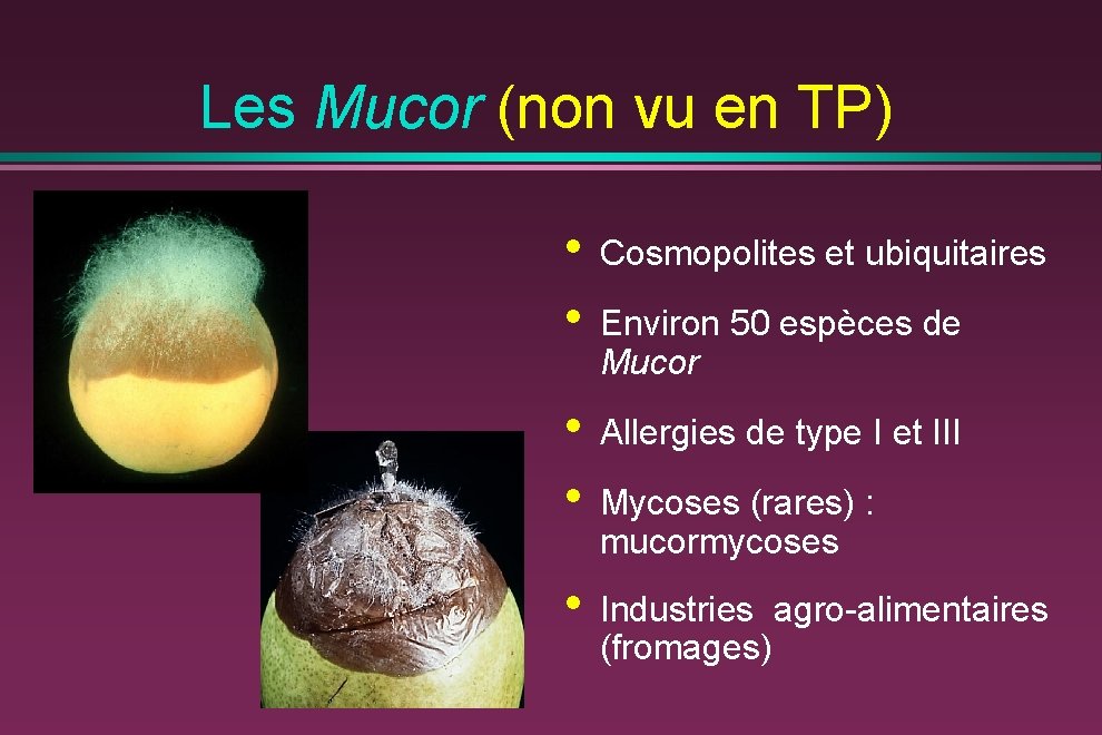 Les Mucor (non vu en TP) • • Cosmopolites et ubiquitaires • • Allergies