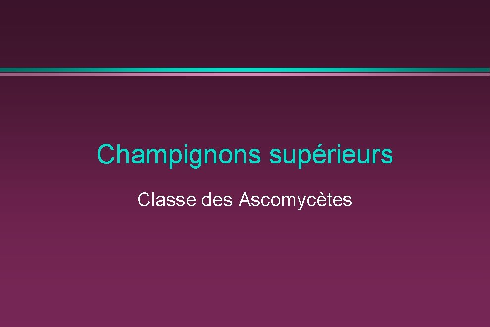 Champignons supérieurs Classe des Ascomycètes 