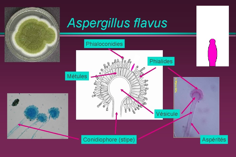 Aspergillus flavus Phialoconidies Phialides Métules Vésicule Conidiophore (stipe) Aspérités 