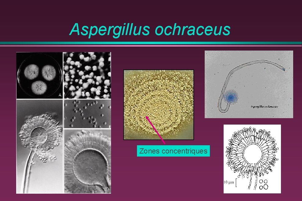 Aspergillus ochraceus Zones concentriques 