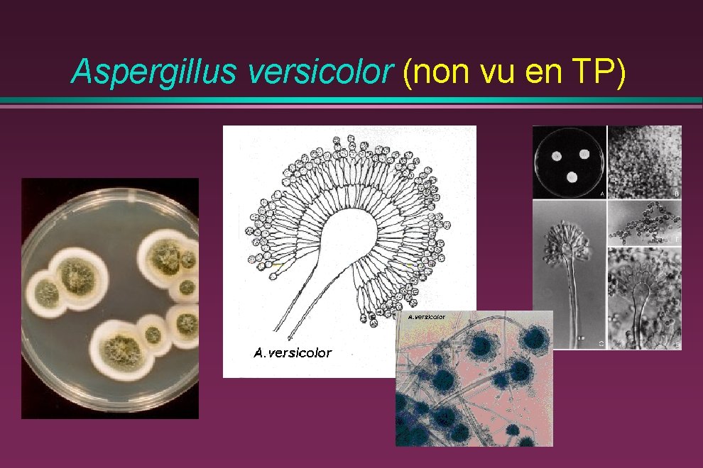 Aspergillus versicolor (non vu en TP) 