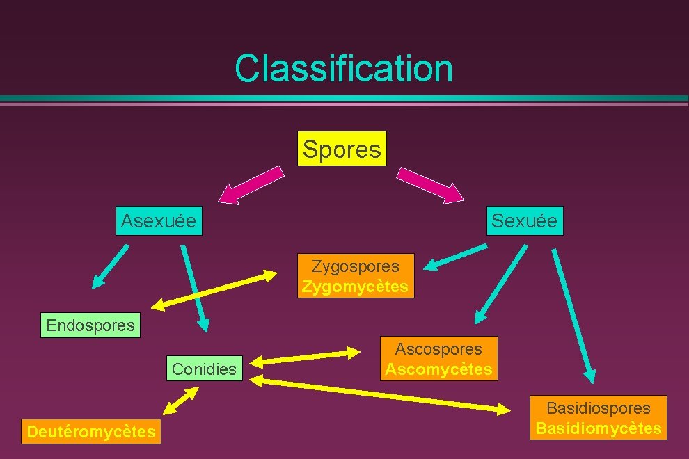 Classification Spores Asexuée Sexuée Zygospores Zygomycètes Endospores Conidies Deutéromycètes Ascospores Ascomycètes Basidiospores Basidiomycètes 