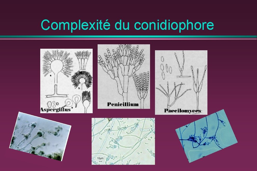 Complexité du conidiophore 