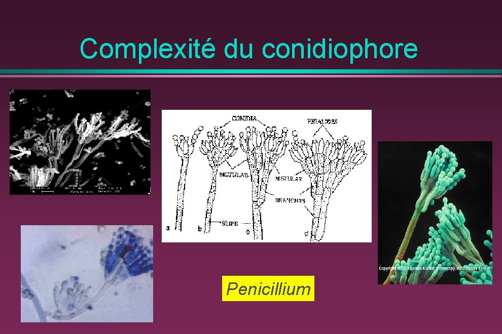 Complexité du conidiophore Penicillium 