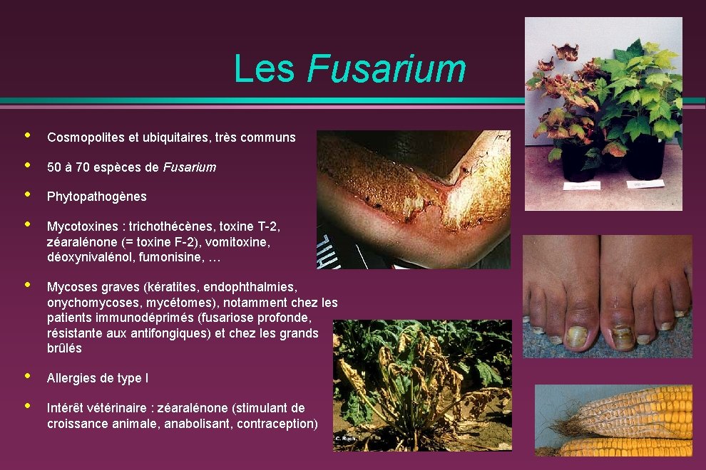 Les Fusarium • Cosmopolites et ubiquitaires, très communs • 50 à 70 espèces de