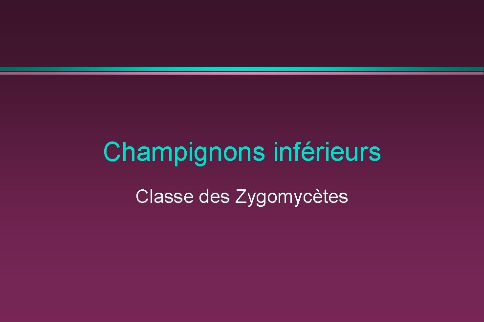 Champignons inférieurs Classe des Zygomycètes 
