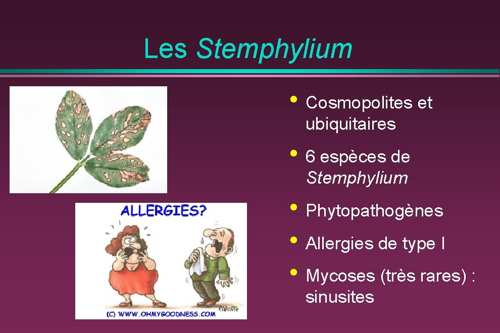 Les Stemphylium • Cosmopolites et ubiquitaires • 6 espèces de Stemphylium • Phytopathogènes •