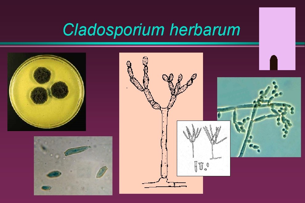 Cladosporium herbarum 