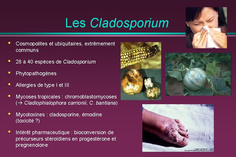 Les Cladosporium • Cosmopolites et ubiquitaires, extrêmement communs • • 28 à 40 espèces