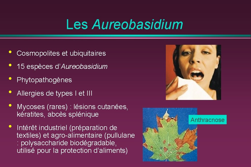 Les Aureobasidium • • • Cosmopolites et ubiquitaires 15 espèces d’Aureobasidium Phytopathogènes Allergies de