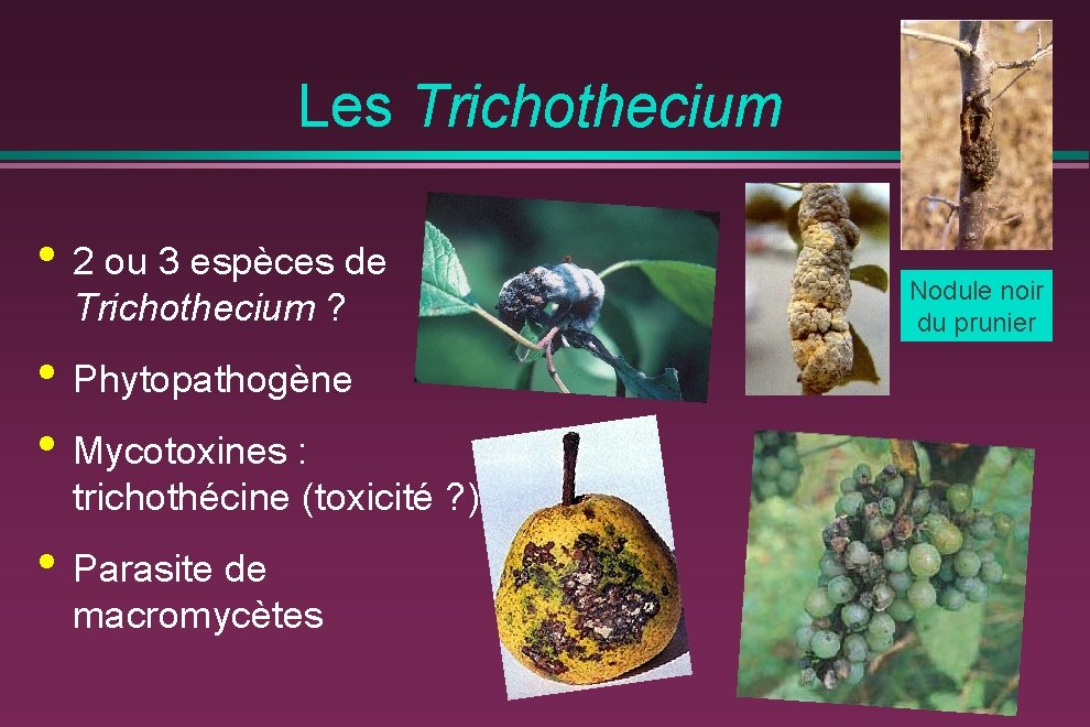 Les Trichothecium • 2 ou 3 espèces de Trichothecium ? • Phytopathogène • Mycotoxines