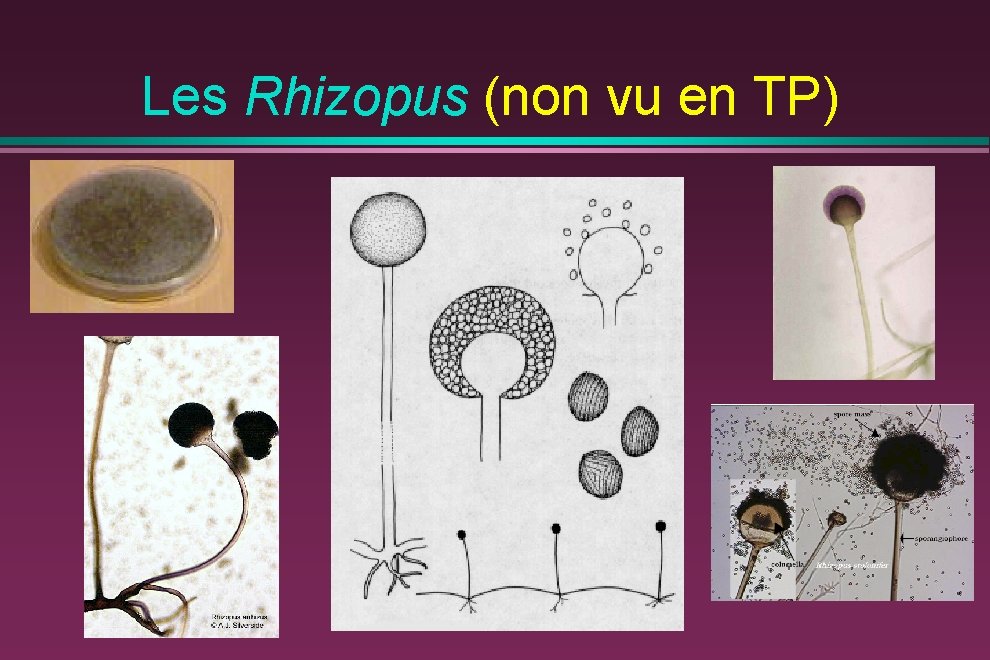 Les Rhizopus (non vu en TP) 