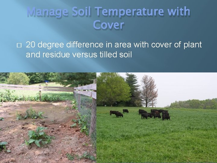 Manage Soil Temperature with Cover � 20 degree difference in area with cover of