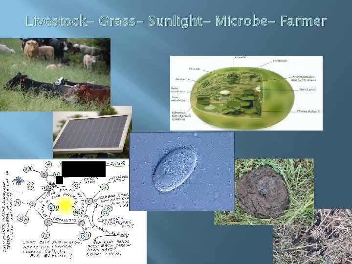 Livestock- Grass- Sunlight- Microbe- Farmer 