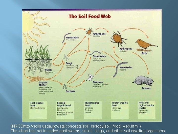 (NRCShttp: //soils. usda. gov/sqi/concepts/soil_biology/soil_food_web. html ) This chart has not included earthworms, snails, slugs,