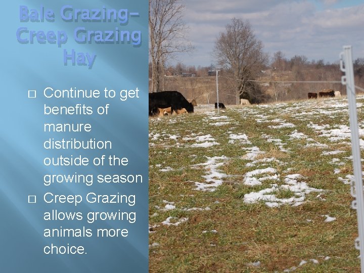 Bale Grazing. Creep Grazing Hay � � Continue to get benefits of manure distribution