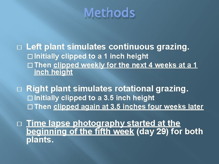 Methods � Left plant simulates continuous grazing. � Initially clipped to a 1 inch