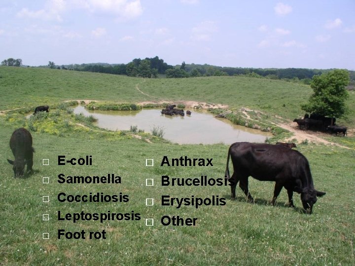 Traditional Pond Potential Diseases � � � E-coli � Samonella � Coccidiosis � Leptospirosis