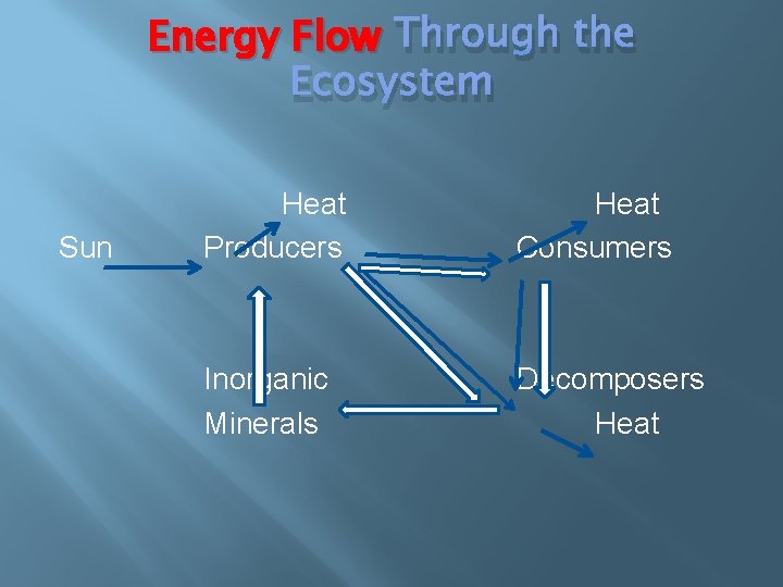 Energy Flow Through the Ecosystem Sun Heat Producers Heat Consumers Inorganic Minerals Decomposers Heat