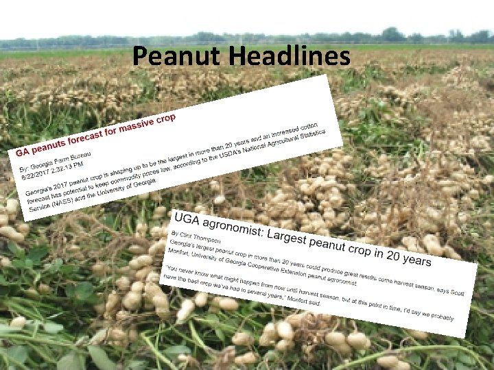 Peanut Headlines 