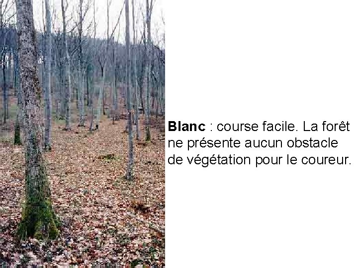  Blanc : course facile. La forêt ne présente aucun obstacle de végétation pour