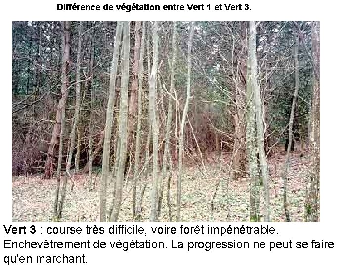 Différence de végétation entre Vert 1 et Vert 3. Vert 3 : course très