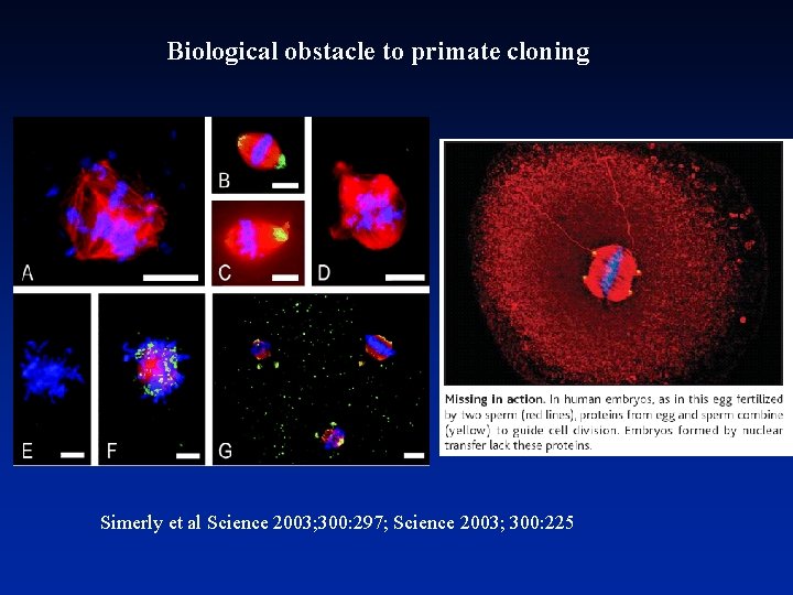 Biological obstacle to primate cloning Simerly et al Science 2003; 300: 297; Science 2003;