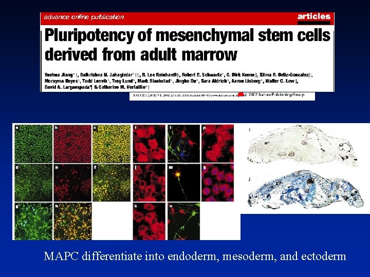 MAPC differentiate into endoderm, mesoderm, and ectoderm 