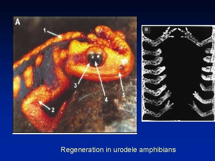 Regeneration in urodele amphibians 