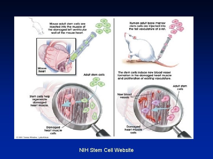 NIH Stem Cell Website 