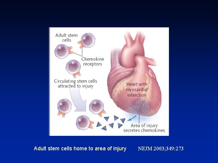 Adult stem cells home to area of injury NEJM 2003; 349: 273 