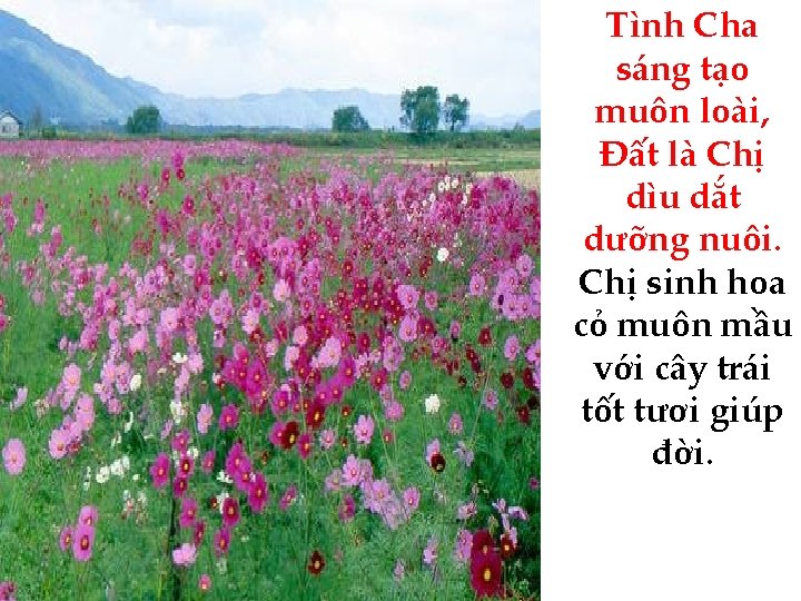 Tình Cha sáng tạo muôn loài, Đất là Chị dìu dắt dưỡng nuôi. Chị