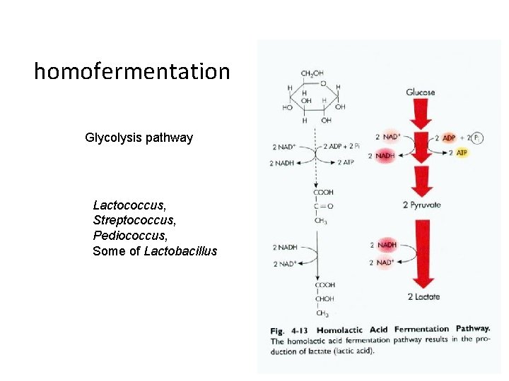 homofermentation Glycolysis pathway Lactococcus, Streptococcus, Pediococcus, Some of Lactobacillus 