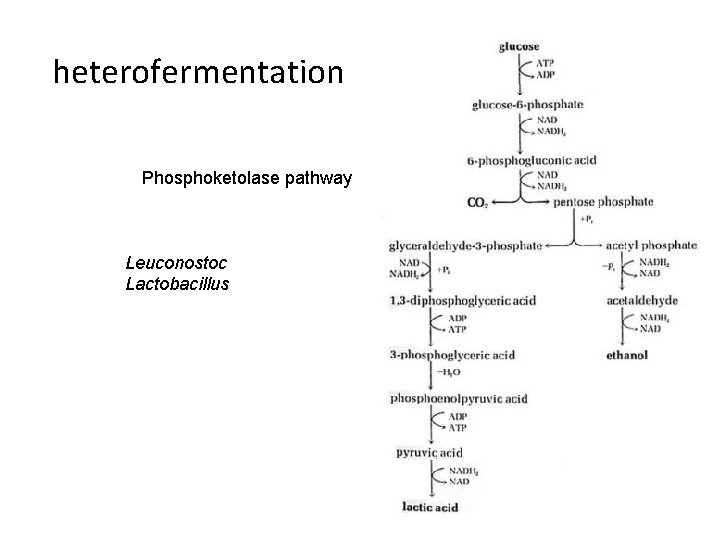 heterofermentation Phosphoketolase pathway Leuconostoc Lactobacillus 