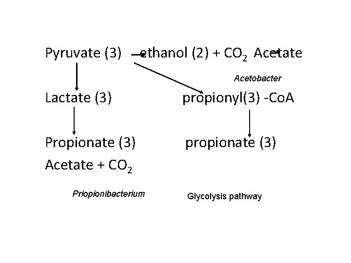 Pyruvate (3) ethanol (2) + CO 2 Acetate Acetobacter Lactate (3) propionyl(3) -Co. A