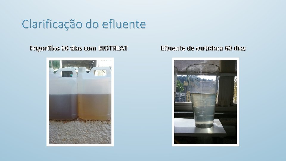 Clarificação do efluente Frigorífico 60 dias com BIOTREAT Efluente de curtidora 60 dias 