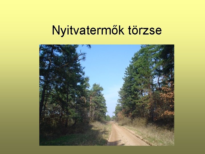 Nyitvatermők törzse 