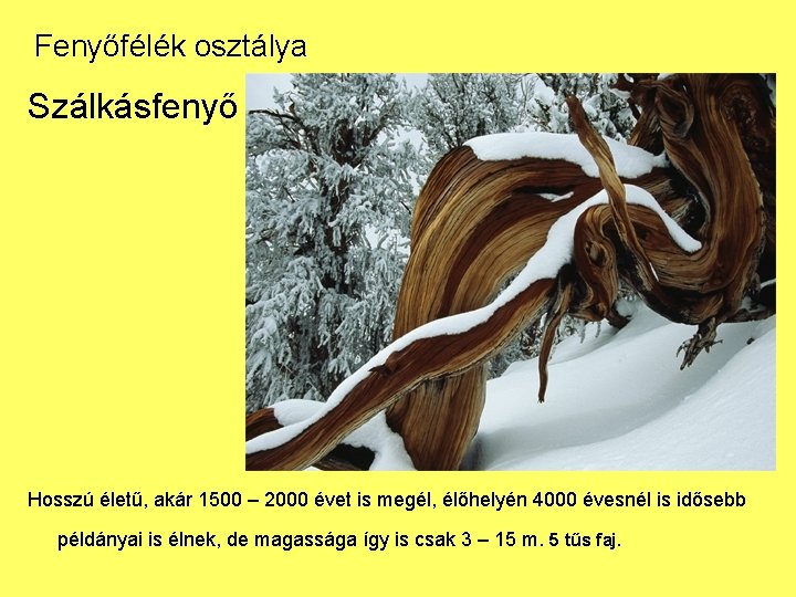 Fenyőfélék osztálya Szálkásfenyő Hosszú életű, akár 1500 – 2000 évet is megél, élőhelyén 4000