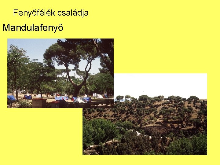 Fenyőfélék családja Mandulafenyő 