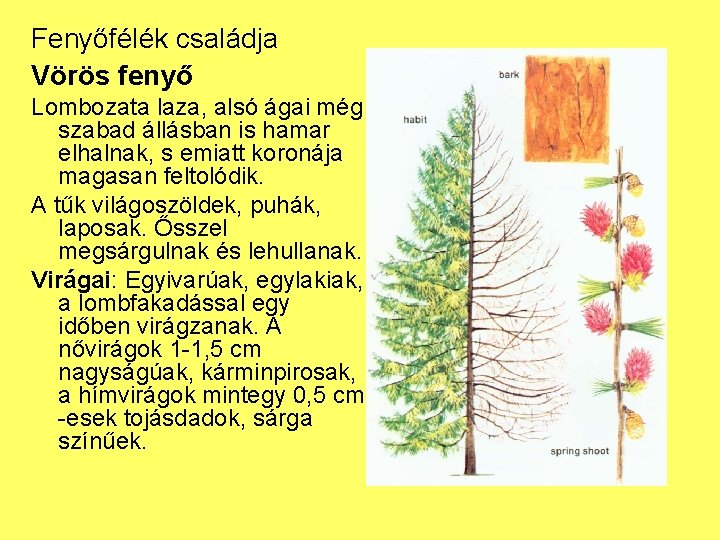 Fenyőfélék családja Vörös fenyő Lombozata laza, alsó ágai még szabad állásban is hamar elhalnak,