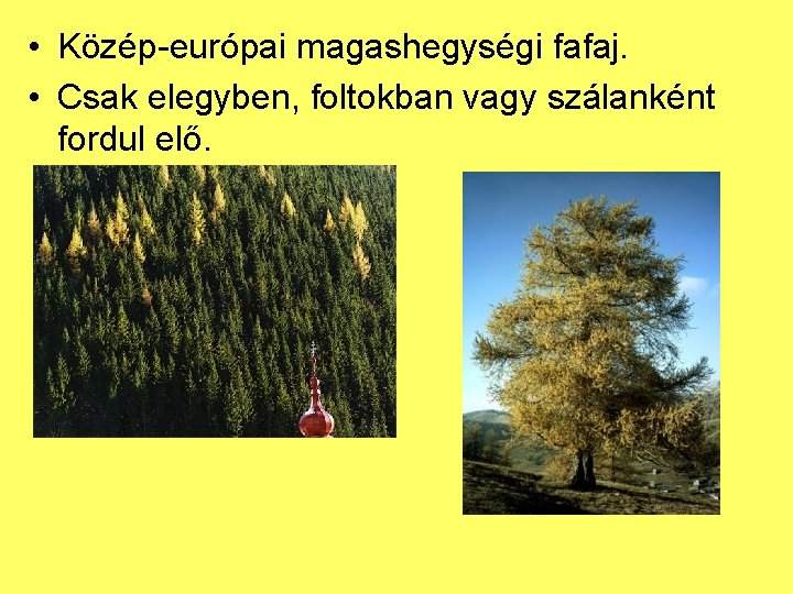  • Közép-európai magashegységi fafaj. • Csak elegyben, foltokban vagy szálanként fordul elő. 