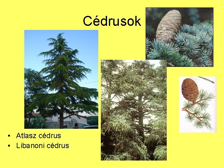 Cédrusok • Atlasz cédrus • Libanoni cédrus 